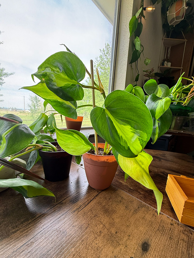 A small philodendron baby in a 2-inch pot