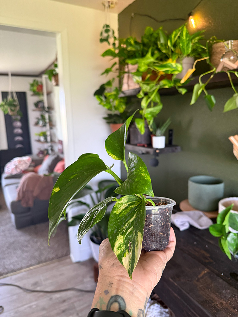 Small potted pothos cutting