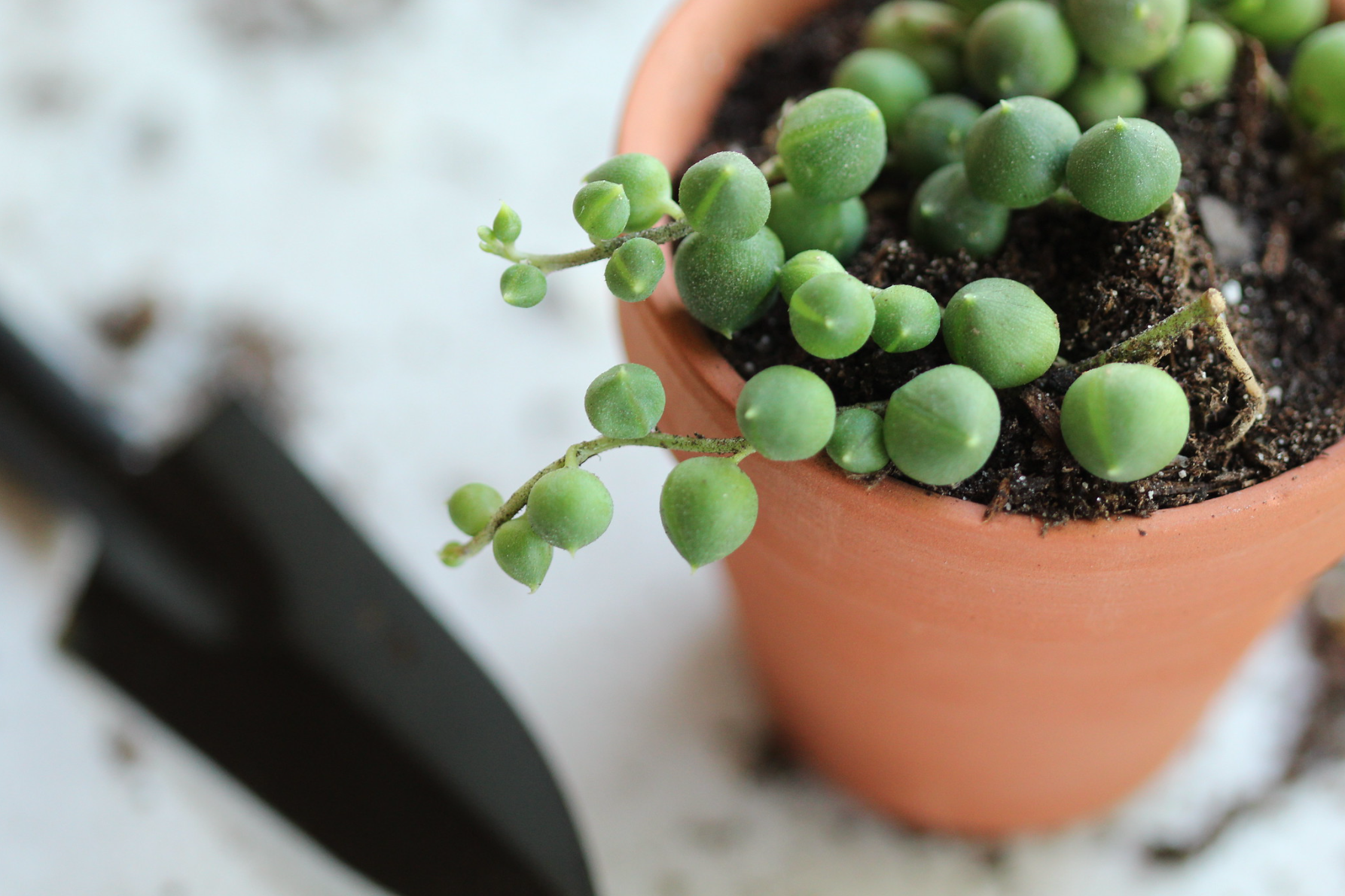 String of pearls succulent cutting