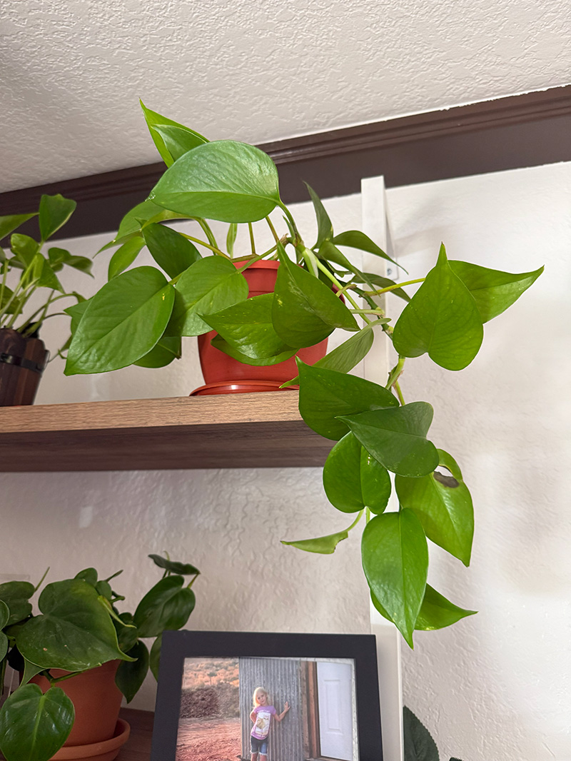 Trailing plant study