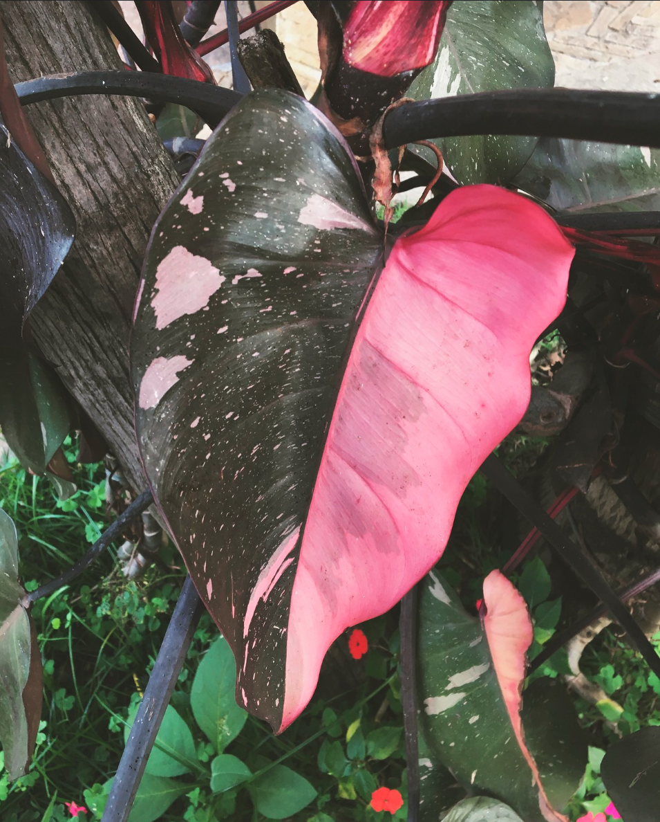 A pink philodendron — the latest plant we are not getting