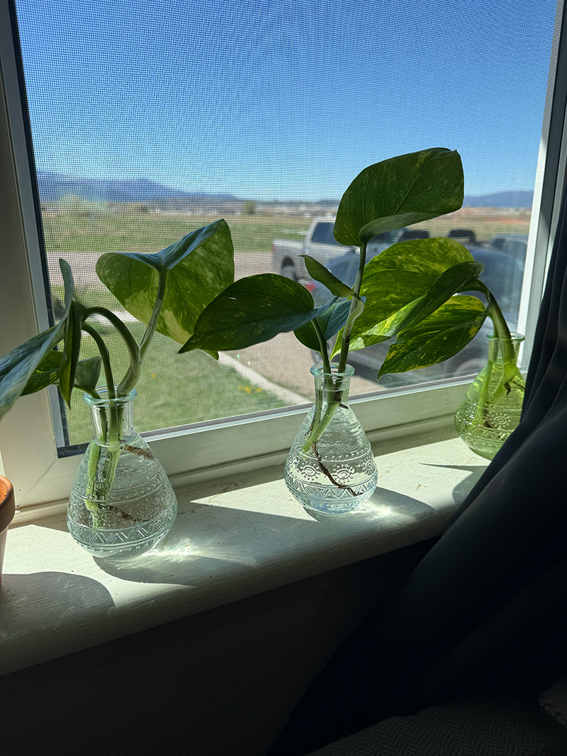 the plant room · peak bloom