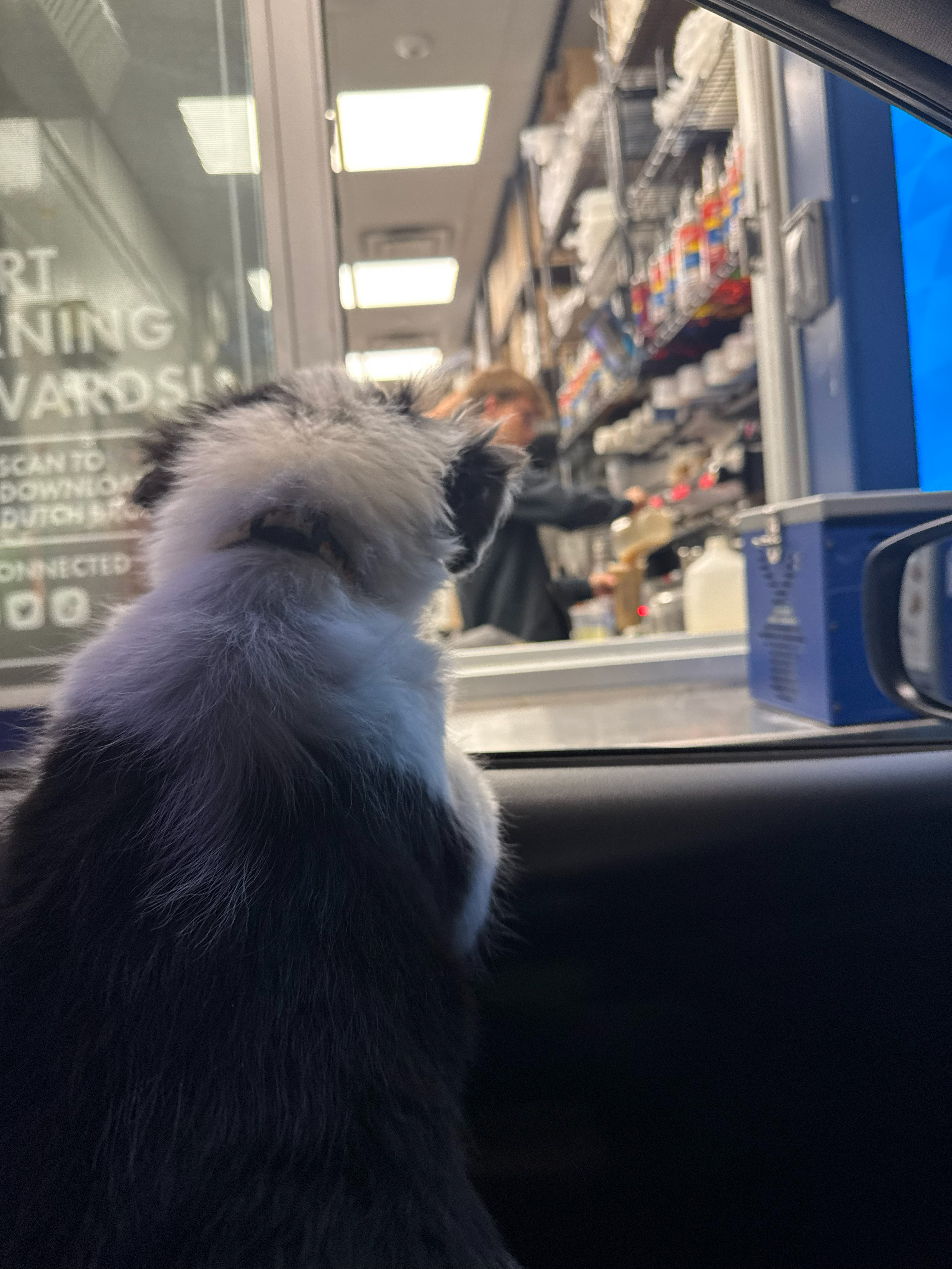 Powder on a dutch bros run